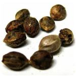 Семена марихуаны АК-47  (Seeds AK-47) в Мысках